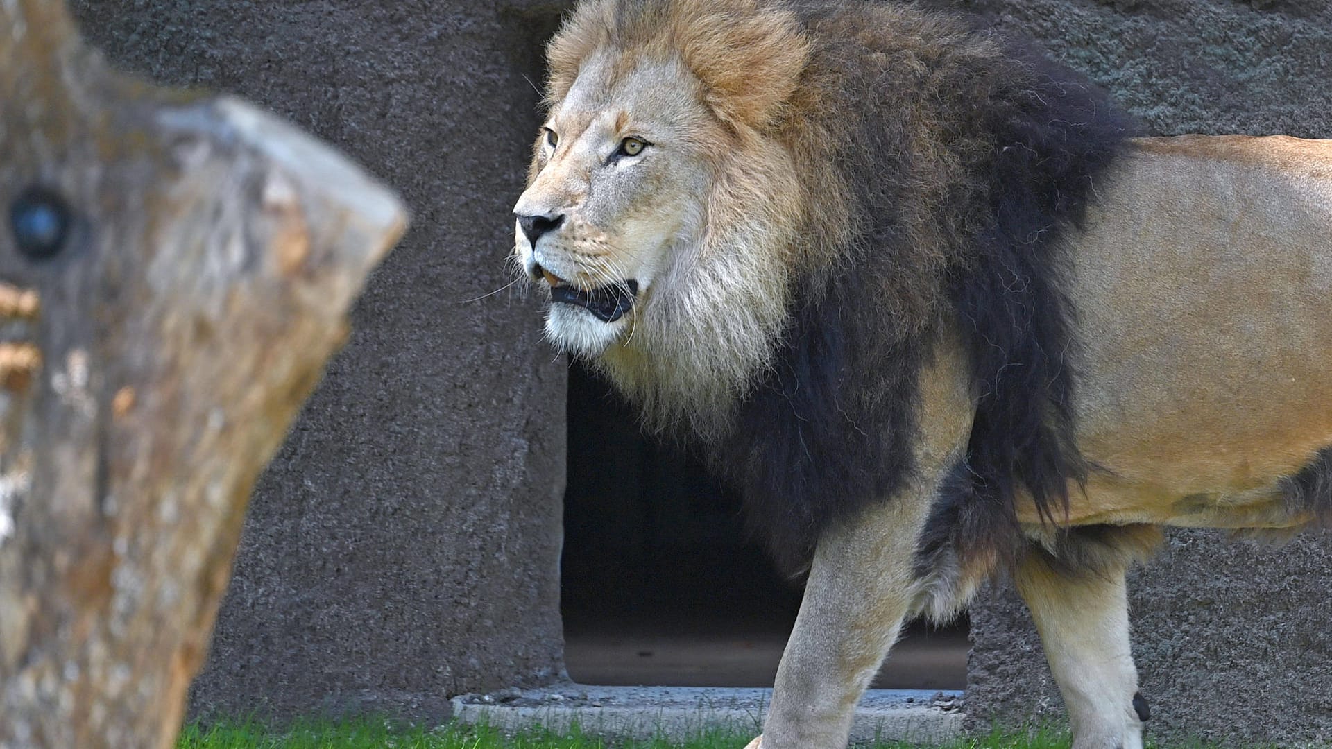 Tierpark Hellabrunn: Nach knapp 18-monatiger Bauzeit wurde die neue Hellabrunner Löwenanlage eröffnet.