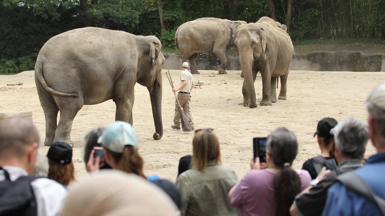 Tierpark Hagenbeck: Zu den Höhepunkten gehört das Elefanten-Gehege.
