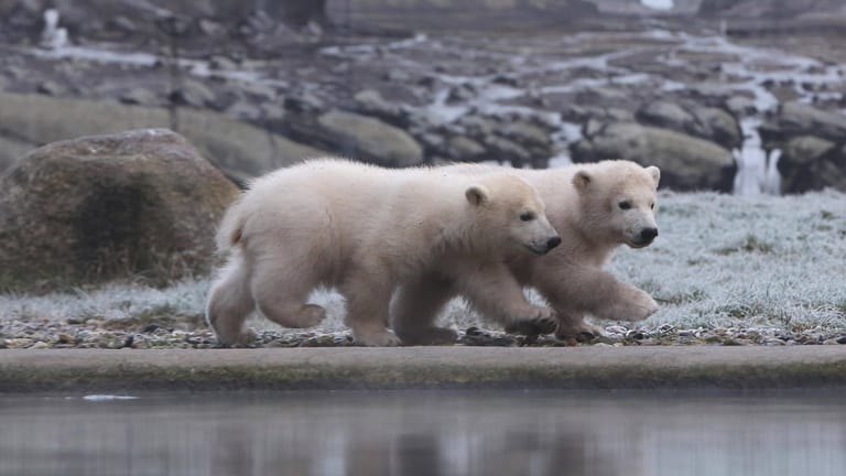 Tierkinder: Seit November 2021 gehören auch die Eisbären-Zwillinge zu den Höhepunkten im Rostocker Zoo.