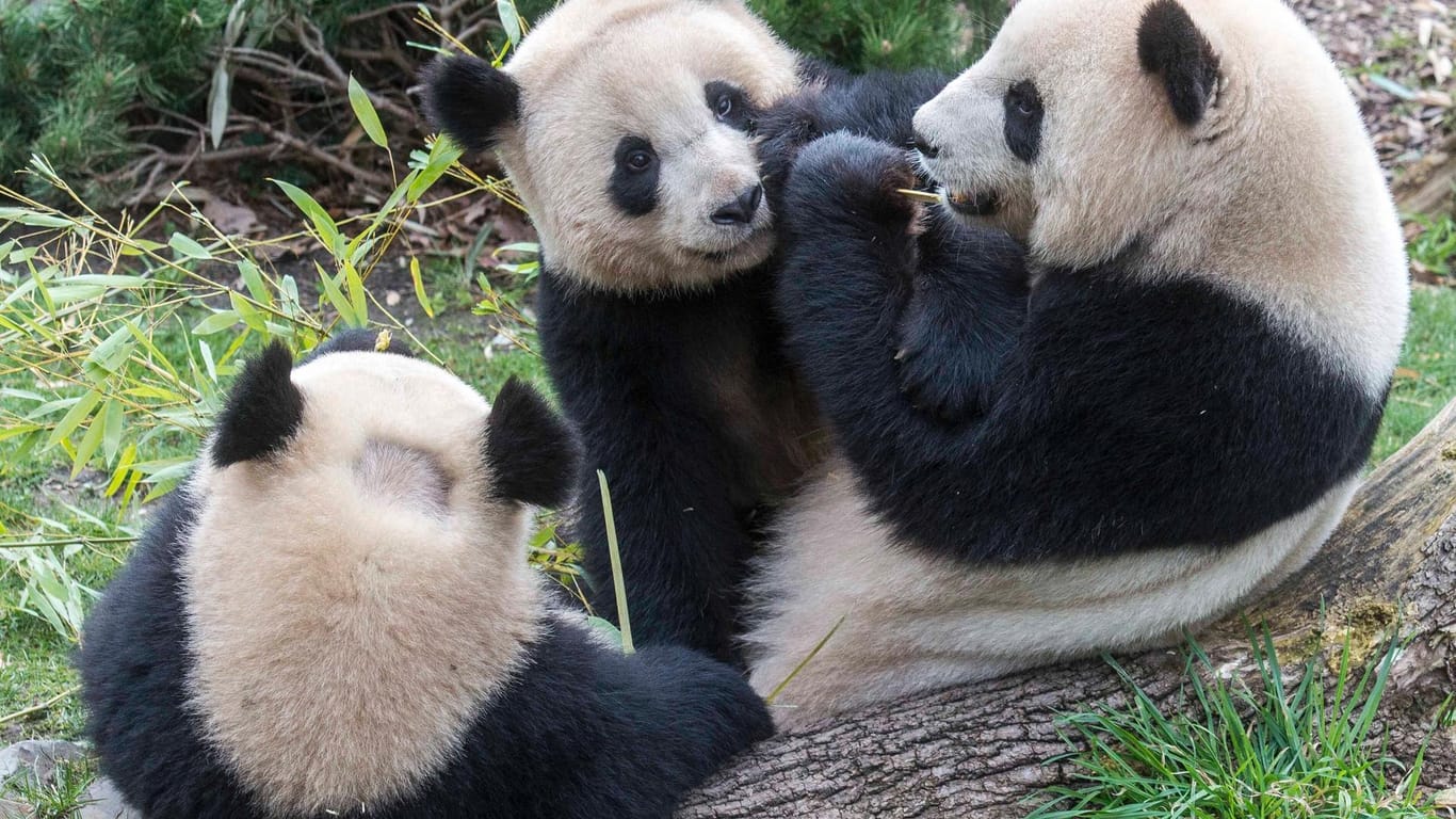 Meng Meng, Pit und Paule: Die Pandas sind einzigartig für den Berliner Zoo.
