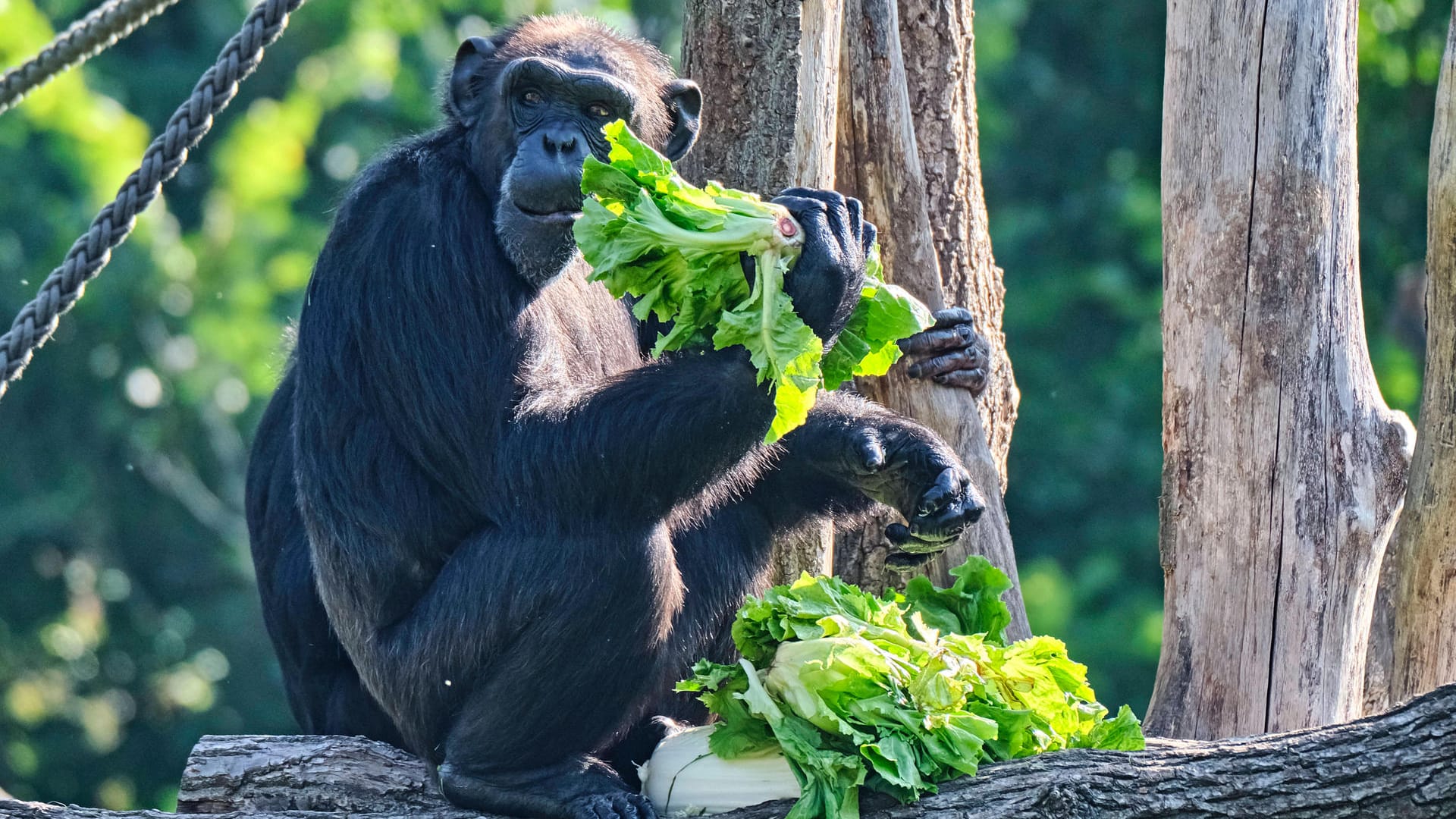 Menschenaffenanlage im Zoo Leipzig: Damit ist der Zoo weltweit einzigartig.