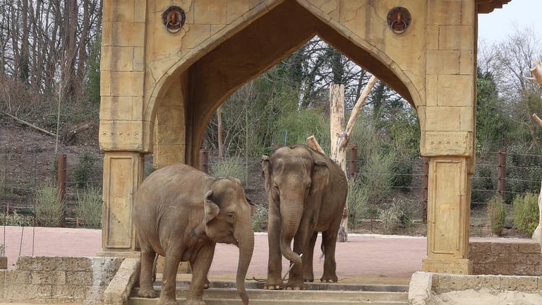 Neue Elefantenanlage: Erst in diesem Jahr haben die Elefanten im Zoo Hannover die Anlage bezogen.