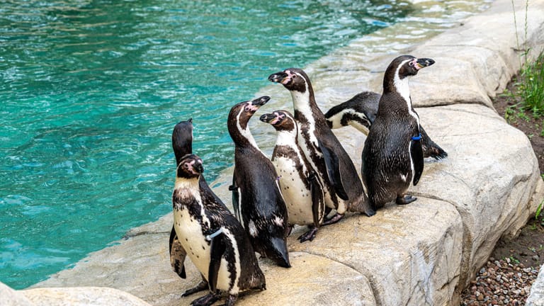Pinguine live erleben: Erst im Juli haben die neuen Wasserwelten im Zoo Osnabrück eröffnet.