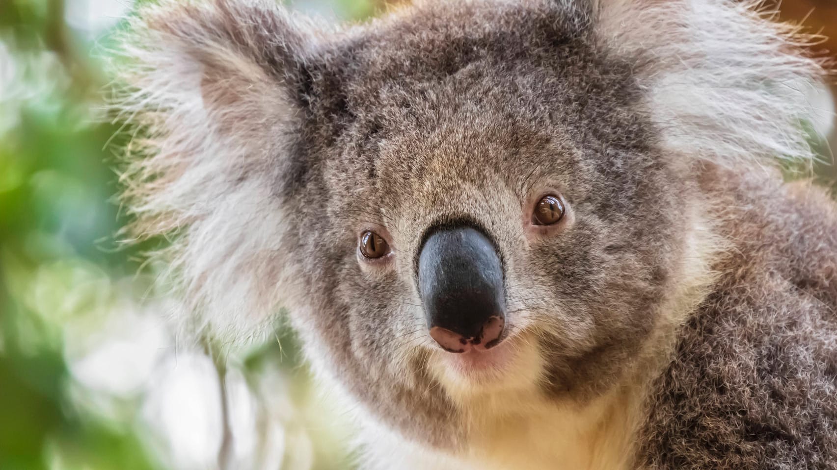 Koalas gehören zu den bekanntesten Tieren Australiens. Kennen Sie auch andere?