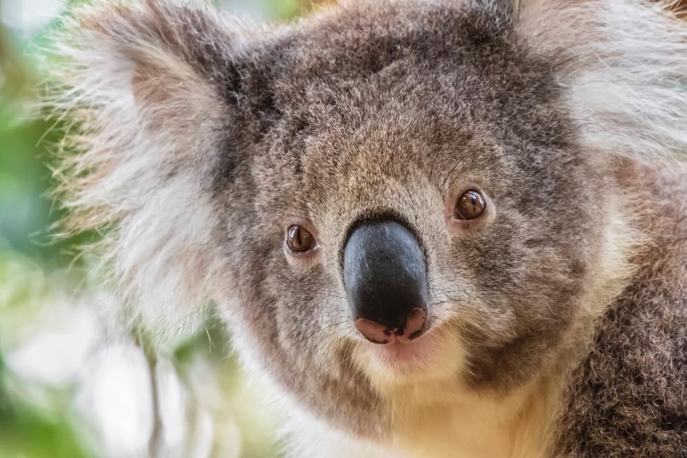 Koalas gehören zu den bekanntesten Tieren Australiens. Kennen Sie auch andere?