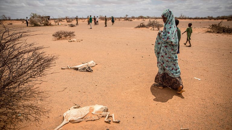 Am Horn von Afrika, wie hier in Somalia, herrscht verheerende Dürre.