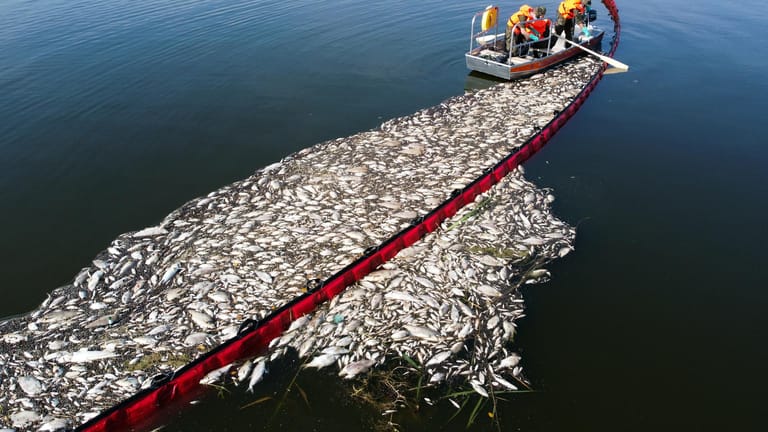 Umweltkatastrophe an der Oder: Warum genau die Fische starben, ist noch immer ungeklärt.