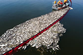 Umweltkatastrophe an der Oder: Warum genau die Fische starben, ist noch immer ungeklärt.