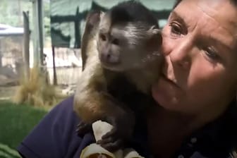 Nur kurz lies die Zoodirektorin ihr Handy unbeaufsichtigt und prompt wählte ihr haariger Begleiter den Notruf. (Quelle: Glomex)