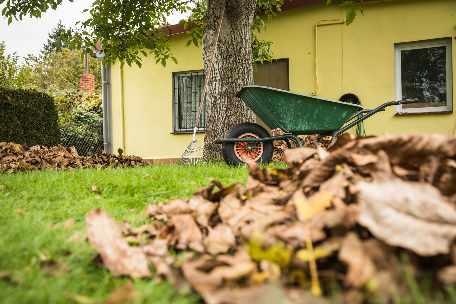 Falllaub im Garten: Das ist kein Biomüll, sondern wertvoller Helfer des Gärtners.