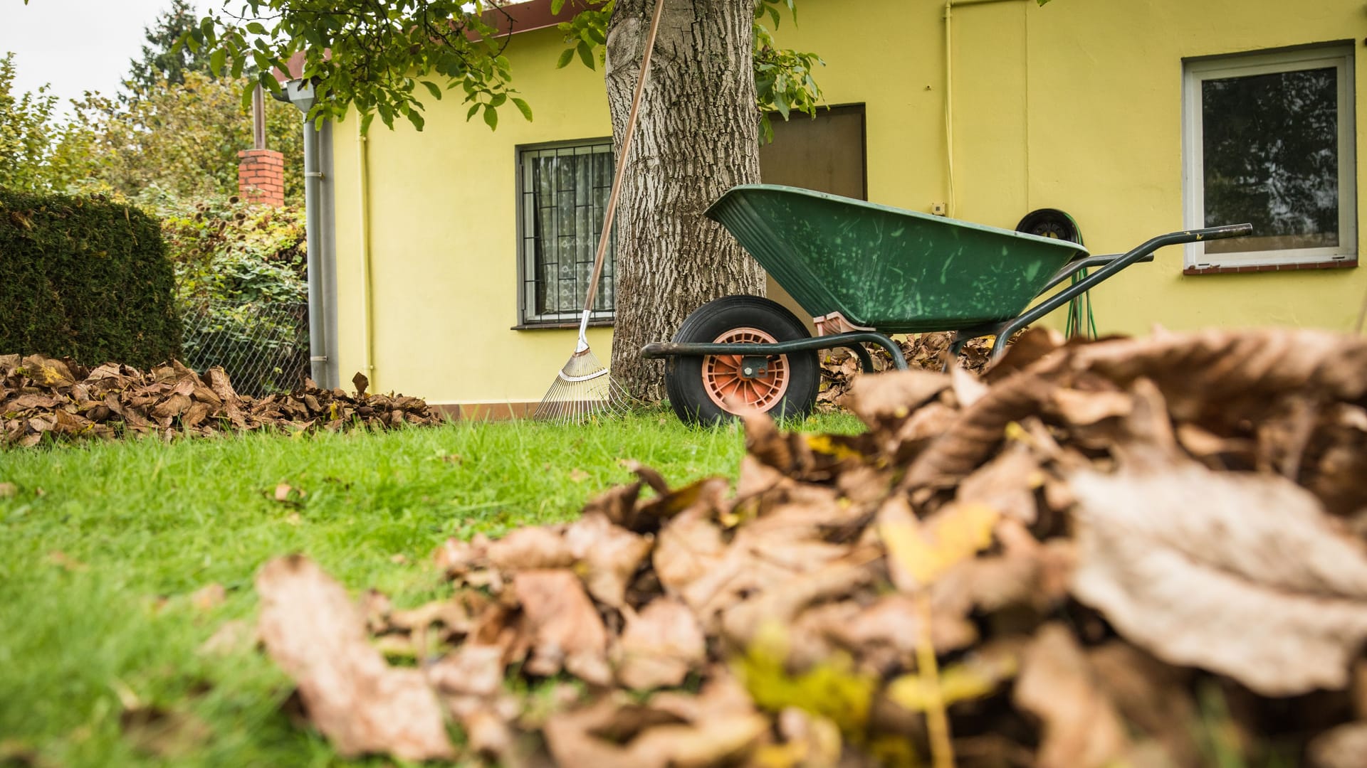 Falllaub im Garten: Das ist kein Biomüll, sondern wertvoller Helfer des Gärtners.