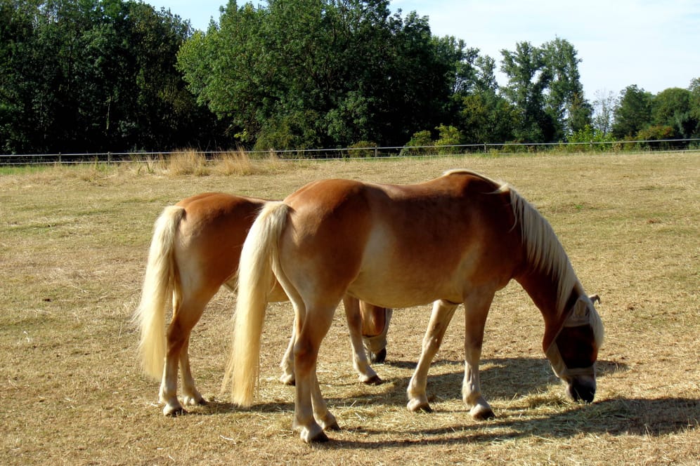 Trockener Boden: Die Dürre sorgt dafür, dass Pferde weniger Futter finden.