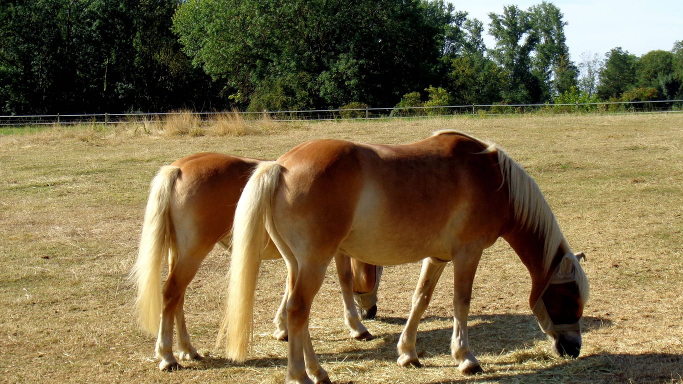 Trockener Boden: Die Dürre sorgt dafür, dass Pferde weniger Futter finden.