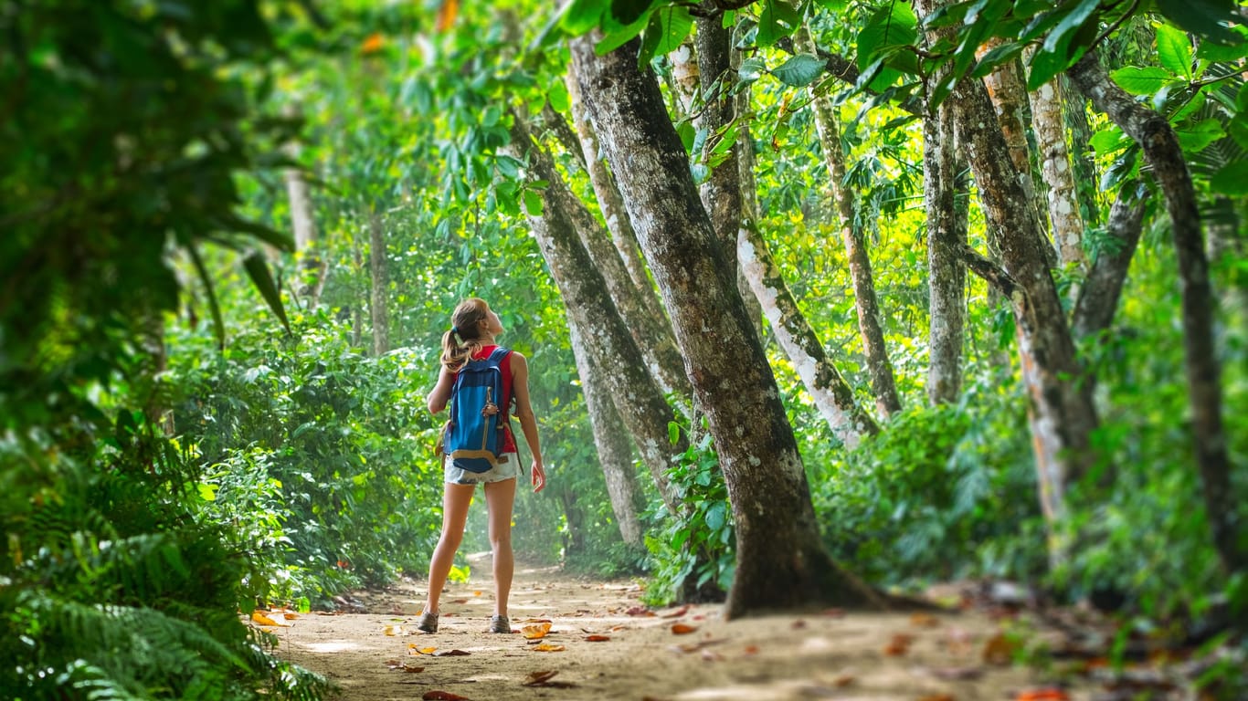 Tropischer Regenwald in Costa Rica: Das Land ist vor allem im Herbst beliebt bei Urlaubern.