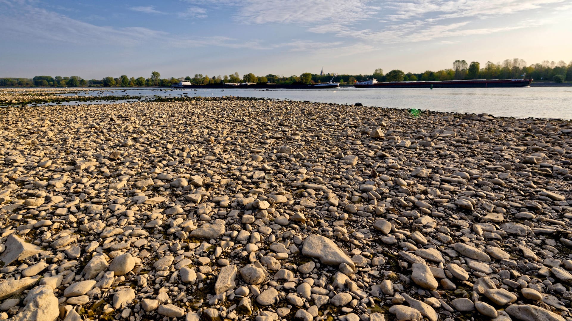 Der Rheinstrand wird immer breiter: Extremes Niedrigwasser macht der Schifffahrt zu schaffen.