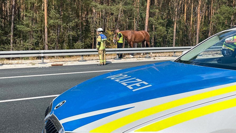 Ein Pferd sorgte am Sonntag für eine Vollsperrung der A6, als es sich aus seinem Anhänger befreite.