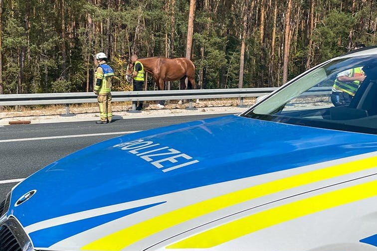 Ein Pferd sorgte am Sonntag für eine Vollsperrung der A6, als es sich aus seinem Anhänger befreite.