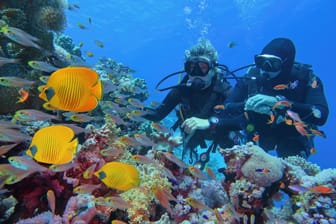 Taucher im Great Barrier Reef (Symbolbild): Scheinbar erholt sich das Naturwunder aktuell.