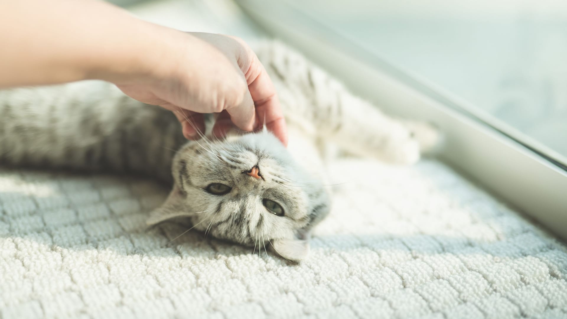 Katze wird gestreichelt: Katzen danken dem Menschen die Zuneigung mit lautem Schnurren.