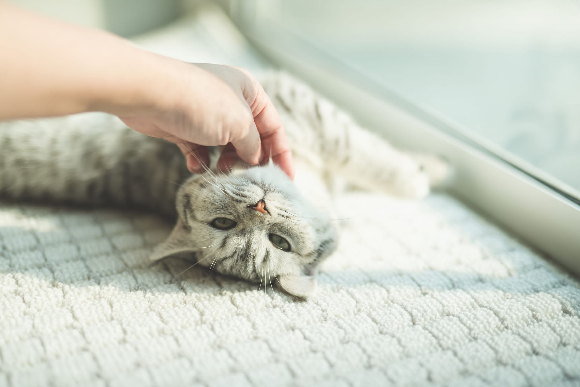 Katze wird gestreichelt: Katzen danken dem Menschen die Zuneigung mit lautem Schnurren.