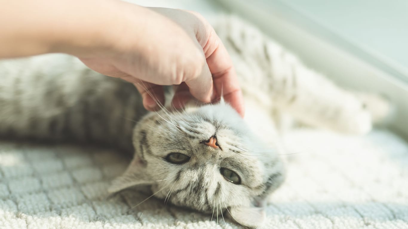 Katze wird gestreichelt: Katzen danken dem Menschen die Zuneigung mit lautem Schnurren.