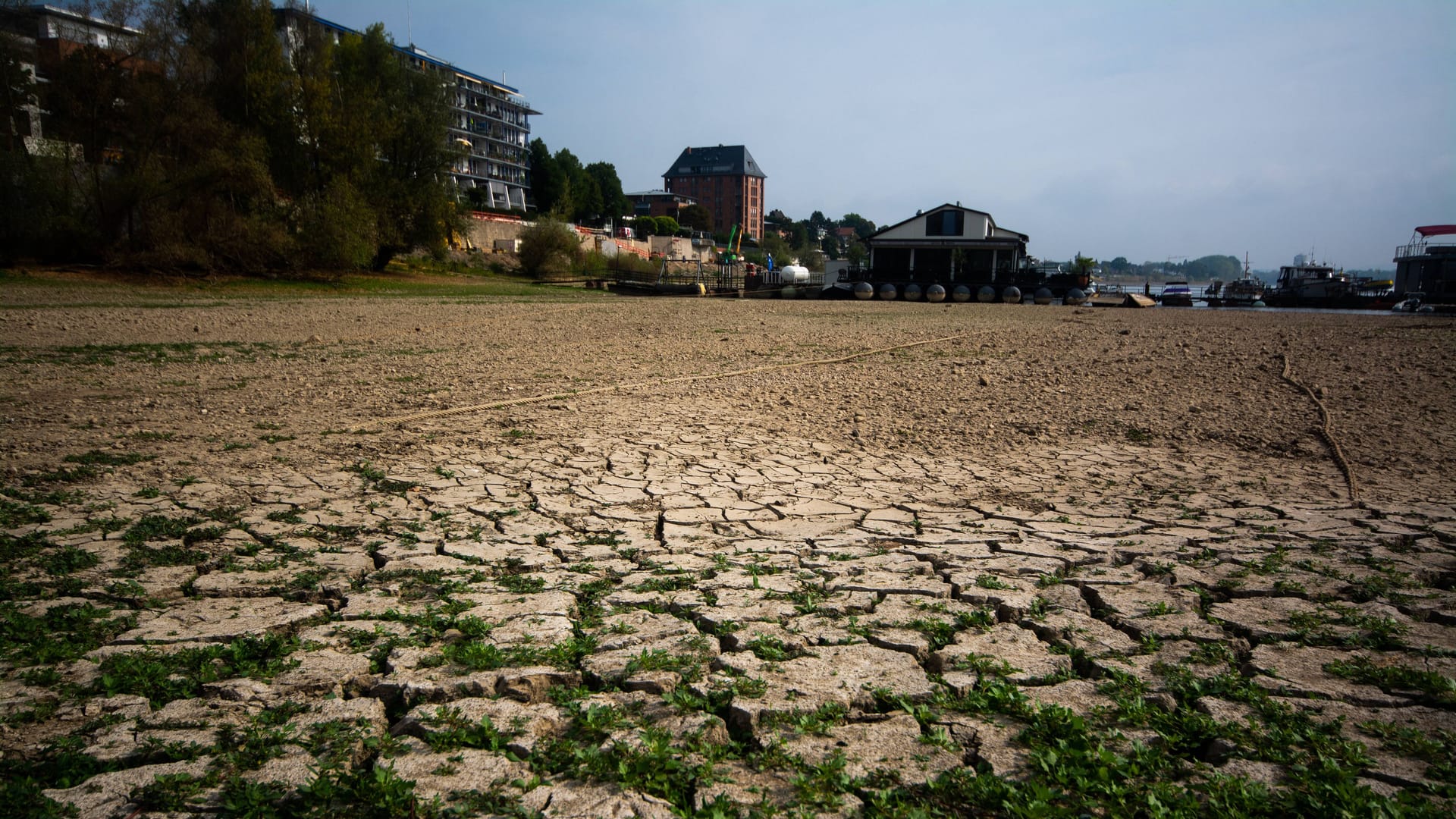 Dürre in Köln: Vielerorts hat es diesen Sommer bislang viel zu wenig geregnet.