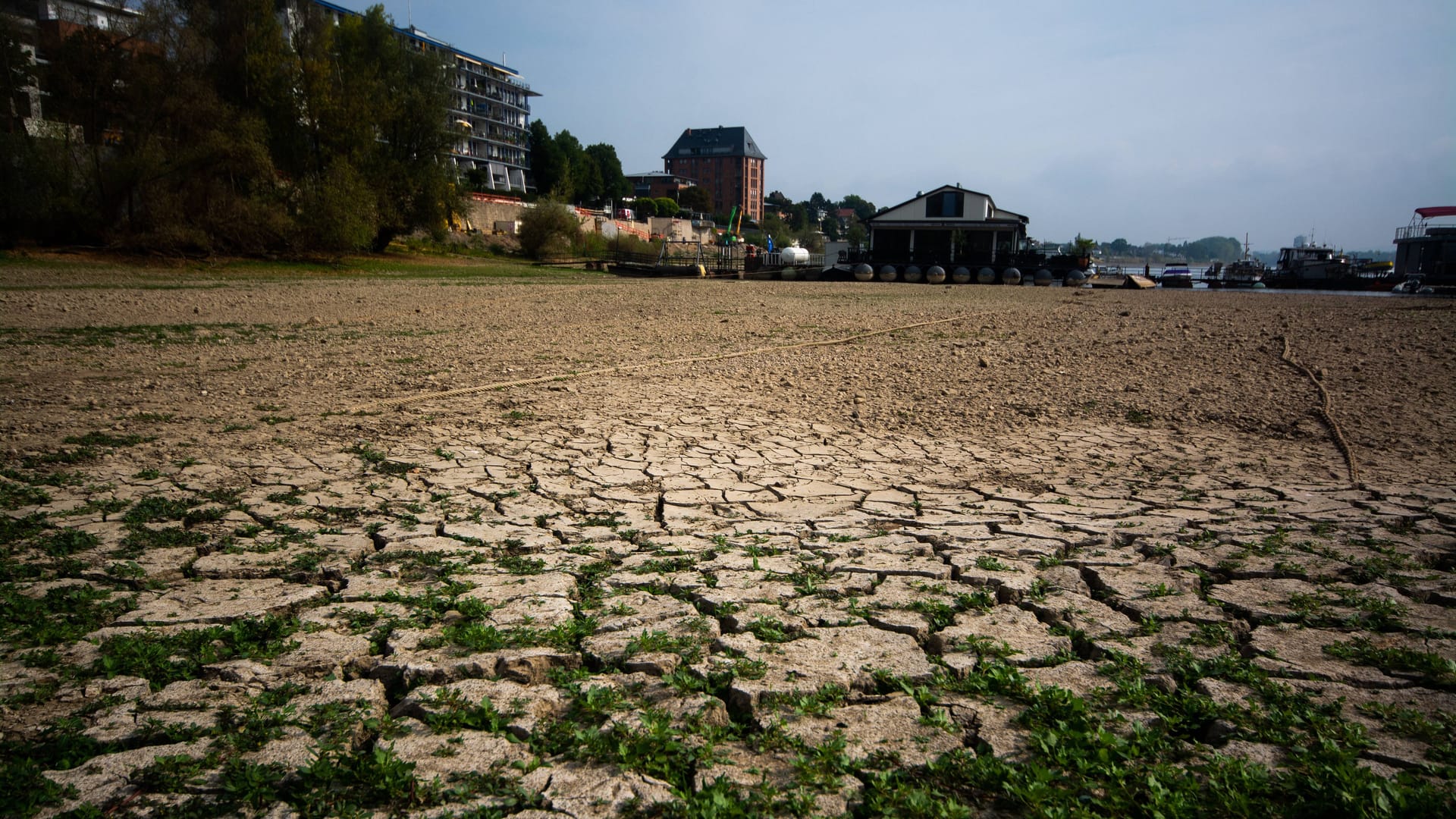 Dürre in Köln: Vielerorts hat es diesen Sommer bislang viel zu wenig geregnet.