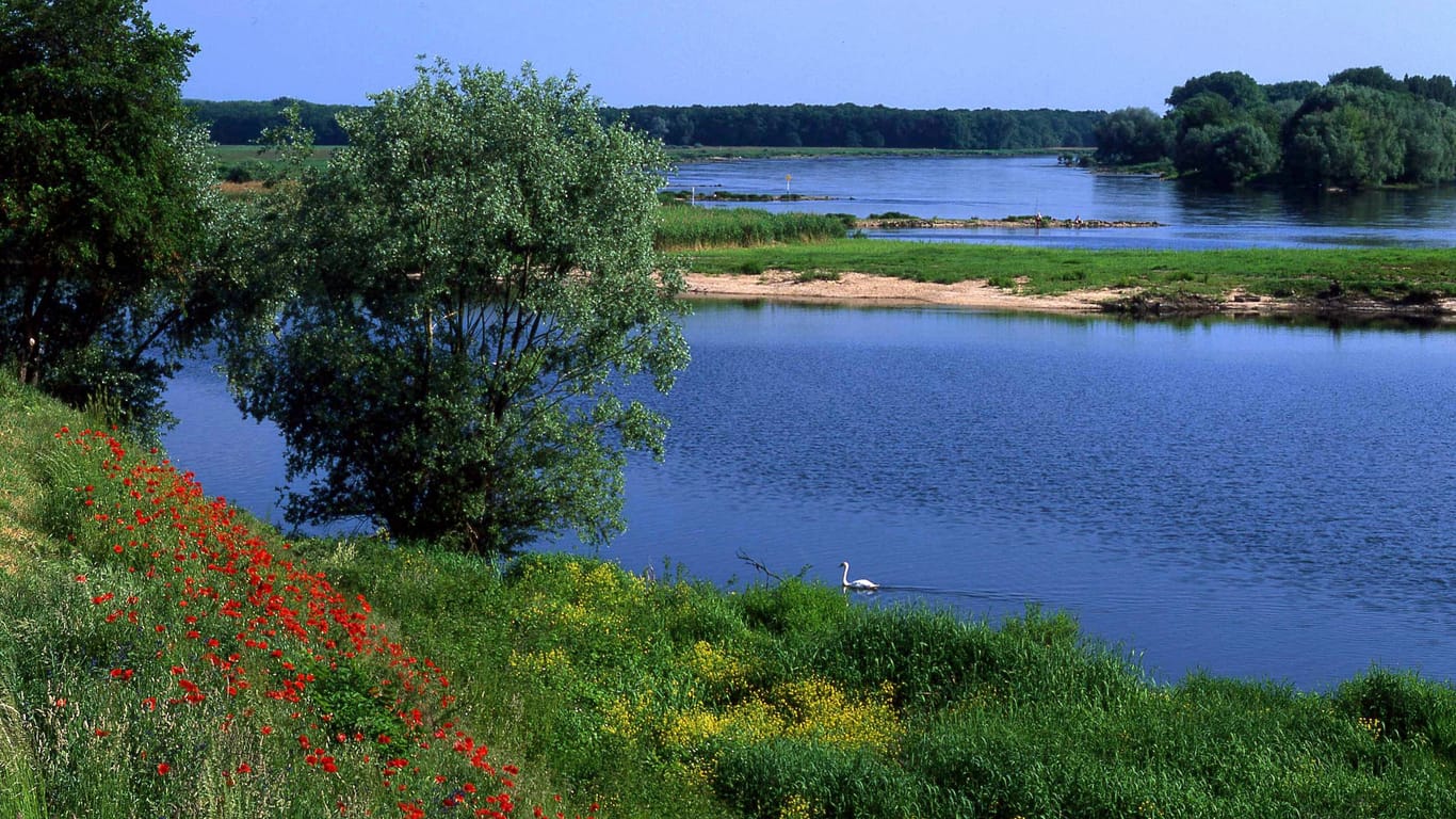 Der Nationalpark Untere Oder: Das Gebiet beheimatet besonders viele verschiedene Tier- und Pflanzenarten.