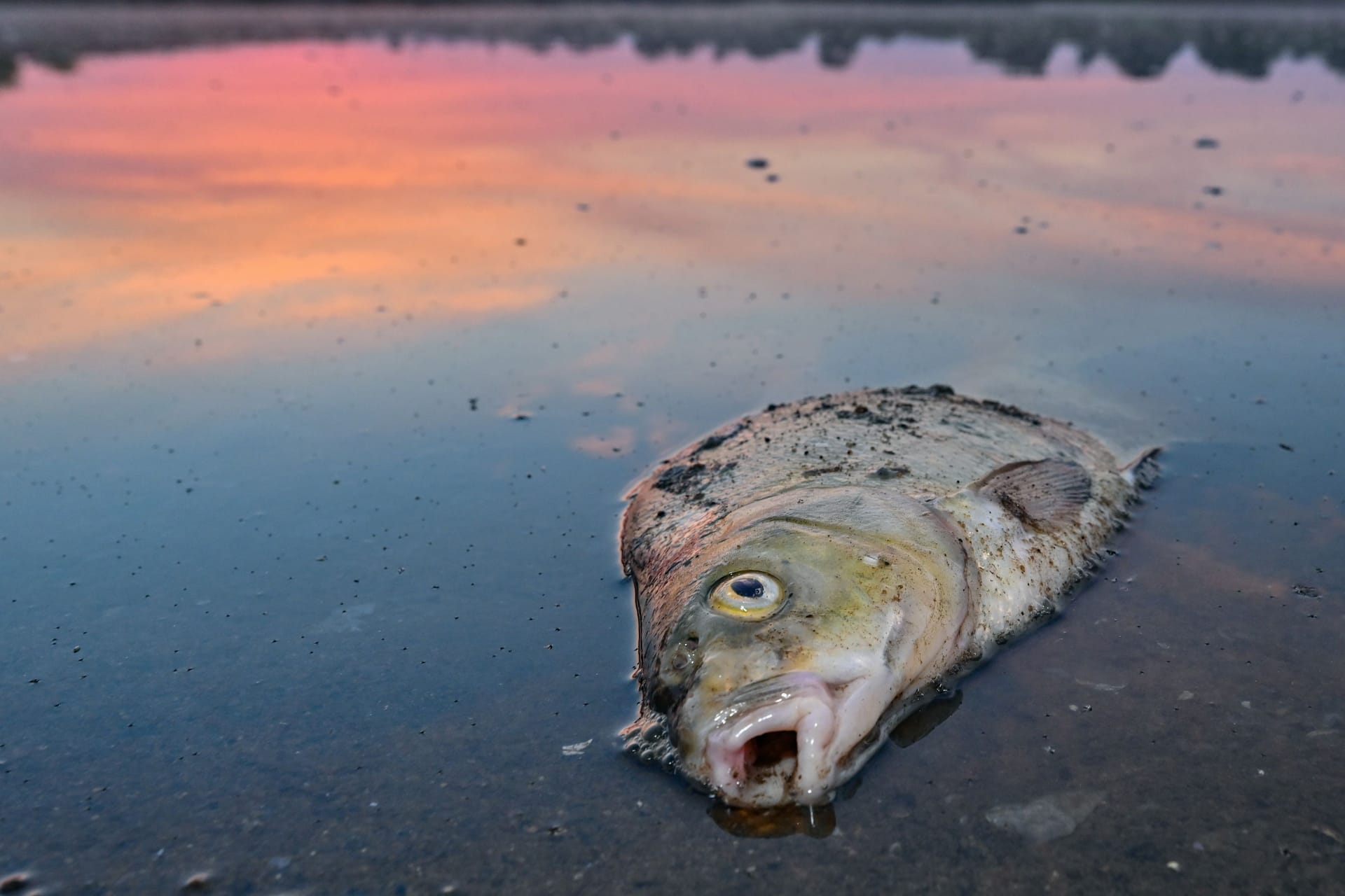 Fischsterben in der Oder: Noch immer ist die Ursache nicht gänzlich geklärt.