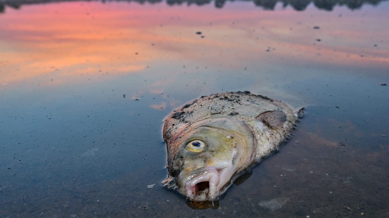 Fischsterben in der Oder: Noch immer ist die Ursache nicht gänzlich geklärt.