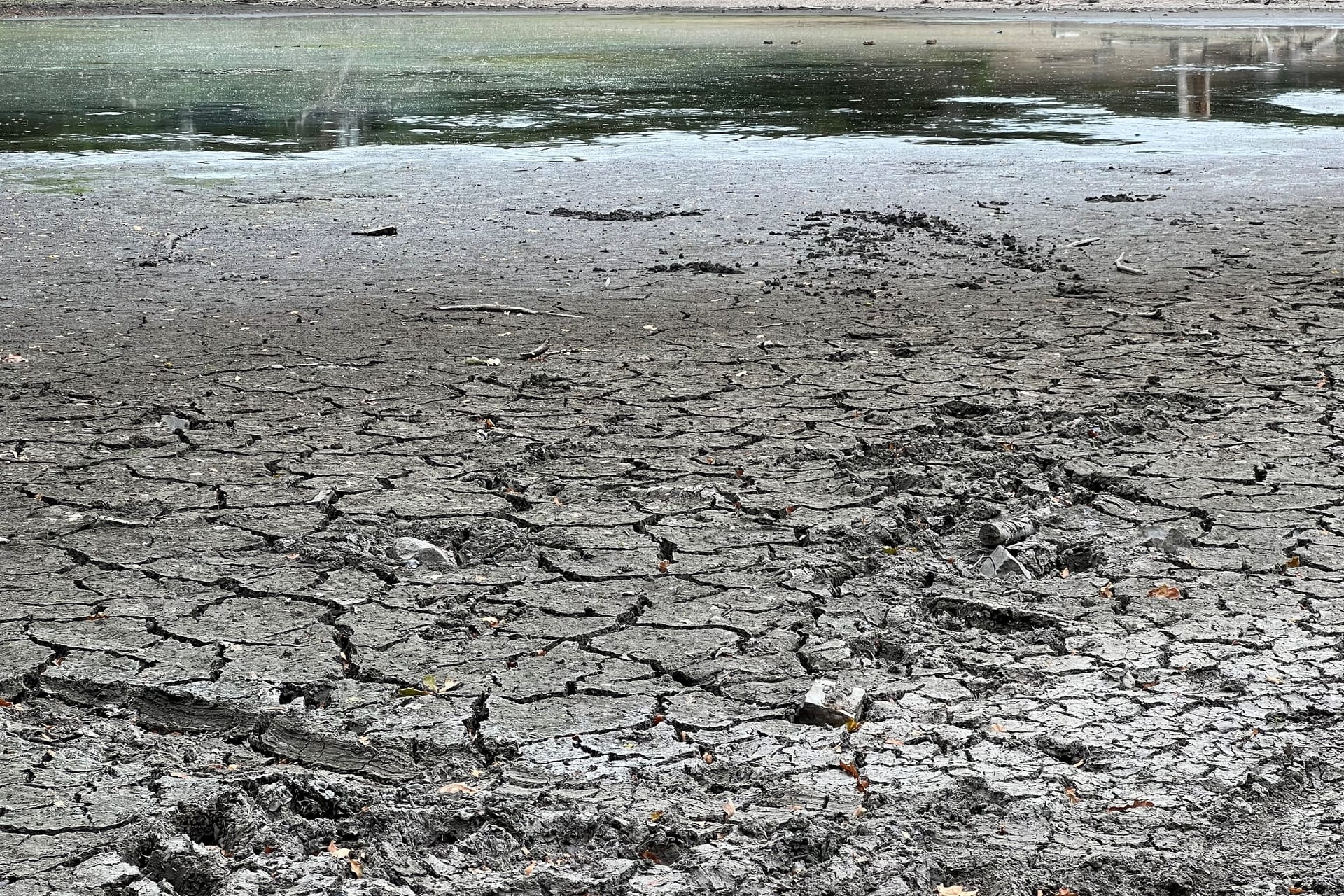 Der Scheuermühlenteich trocknet jedes Jahr im Sommer aus, im Herbst kommt das Wasser zurück.