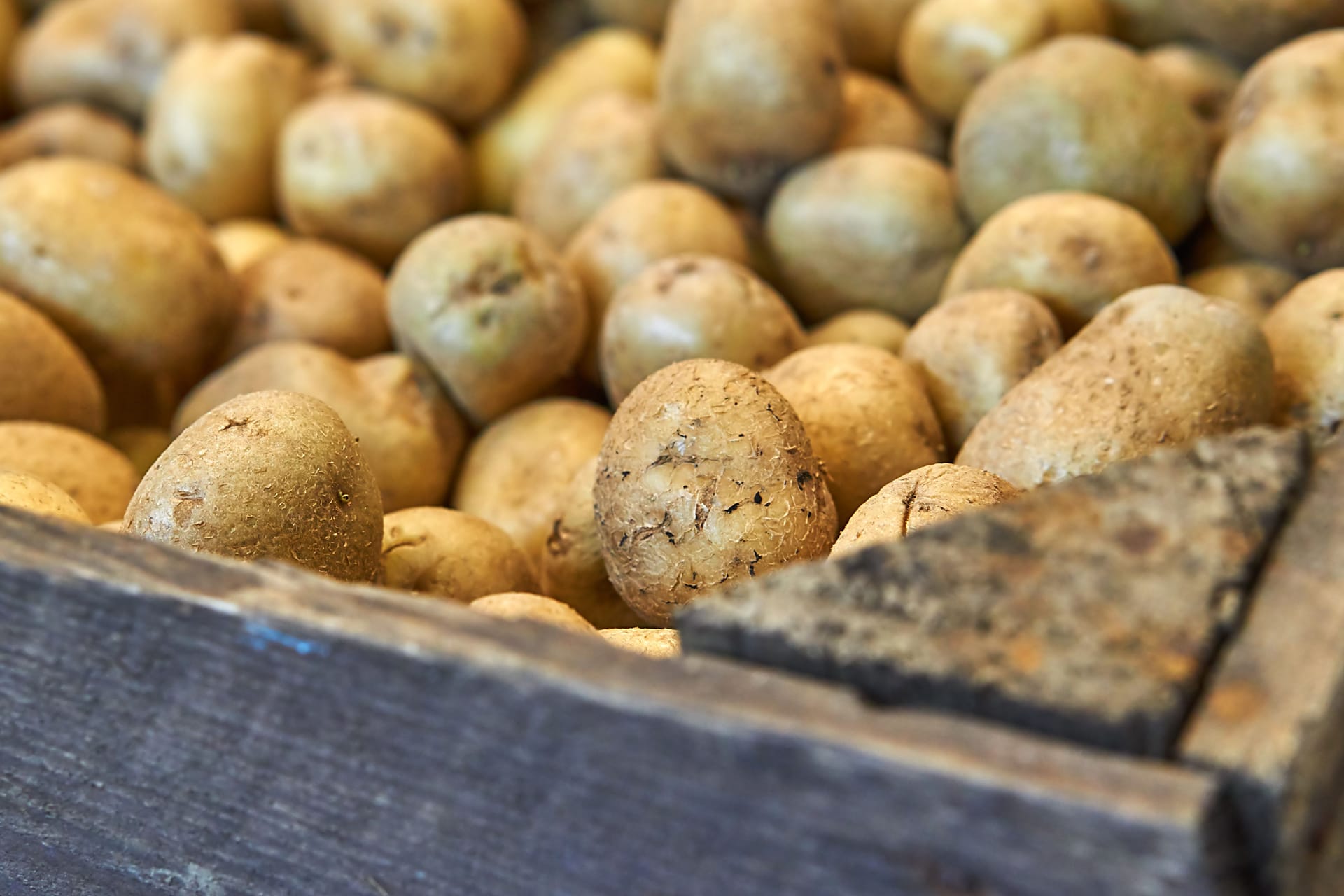 Kartoffeln für die Lagerung ernten: Der richtige Zeitpunkt hängt von der Sorte ab.