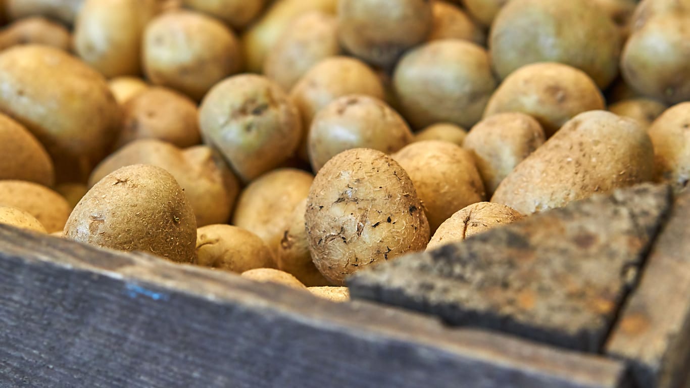 Kartoffeln für die Lagerung ernten: Der richtige Zeitpunkt hängt von der Sorte ab.