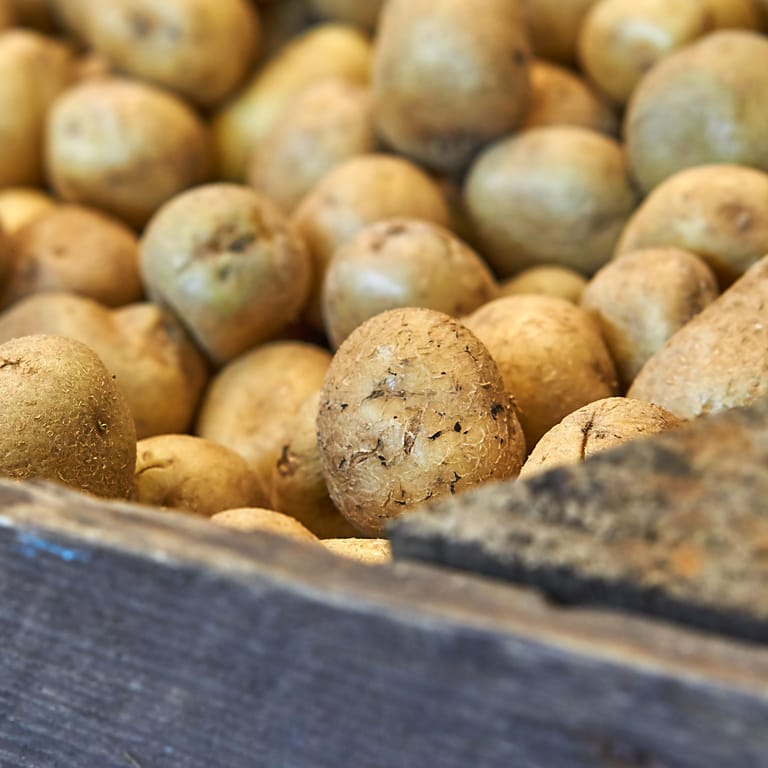 Kartoffeln für die Lagerung ernten: Der richtige Zeitpunkt hängt von der Sorte ab.
