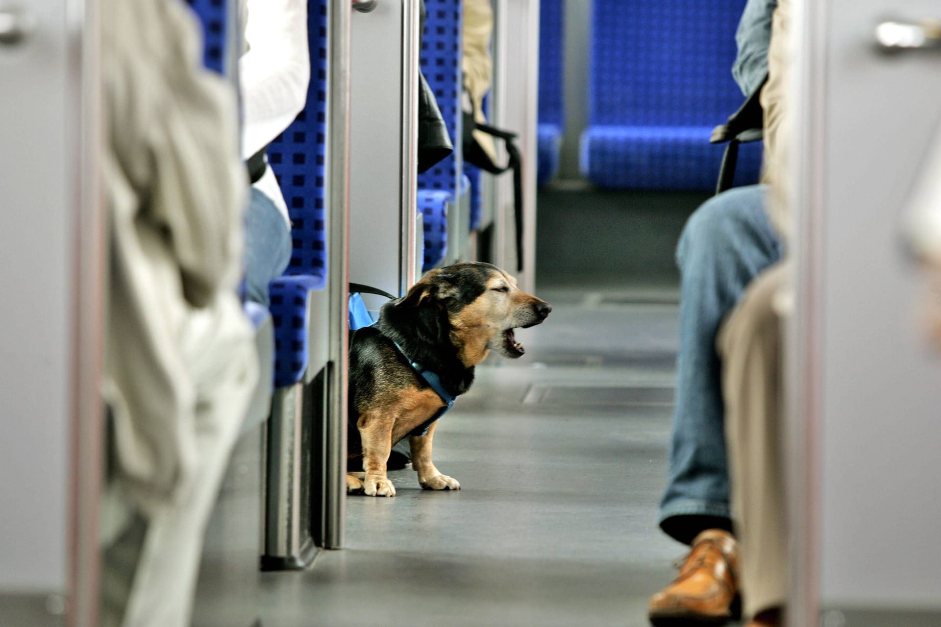 Ein kleiner Hund in der Stuttgarter S-Bahn (Symbolbild): Es ist nur wenig über die beiden Hunde bekannt.