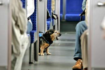 Ein kleiner Hund in der Stuttgarter S-Bahn (Symbolbild): Es ist nur wenig über die beiden Hunde bekannt.