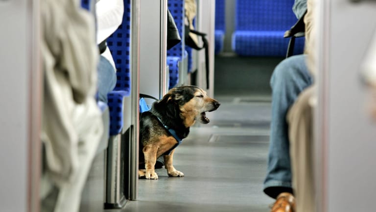 Ein kleiner Hund in der Stuttgarter S-Bahn (Symbolbild): Es ist nur wenig über die beiden Hunde bekannt.