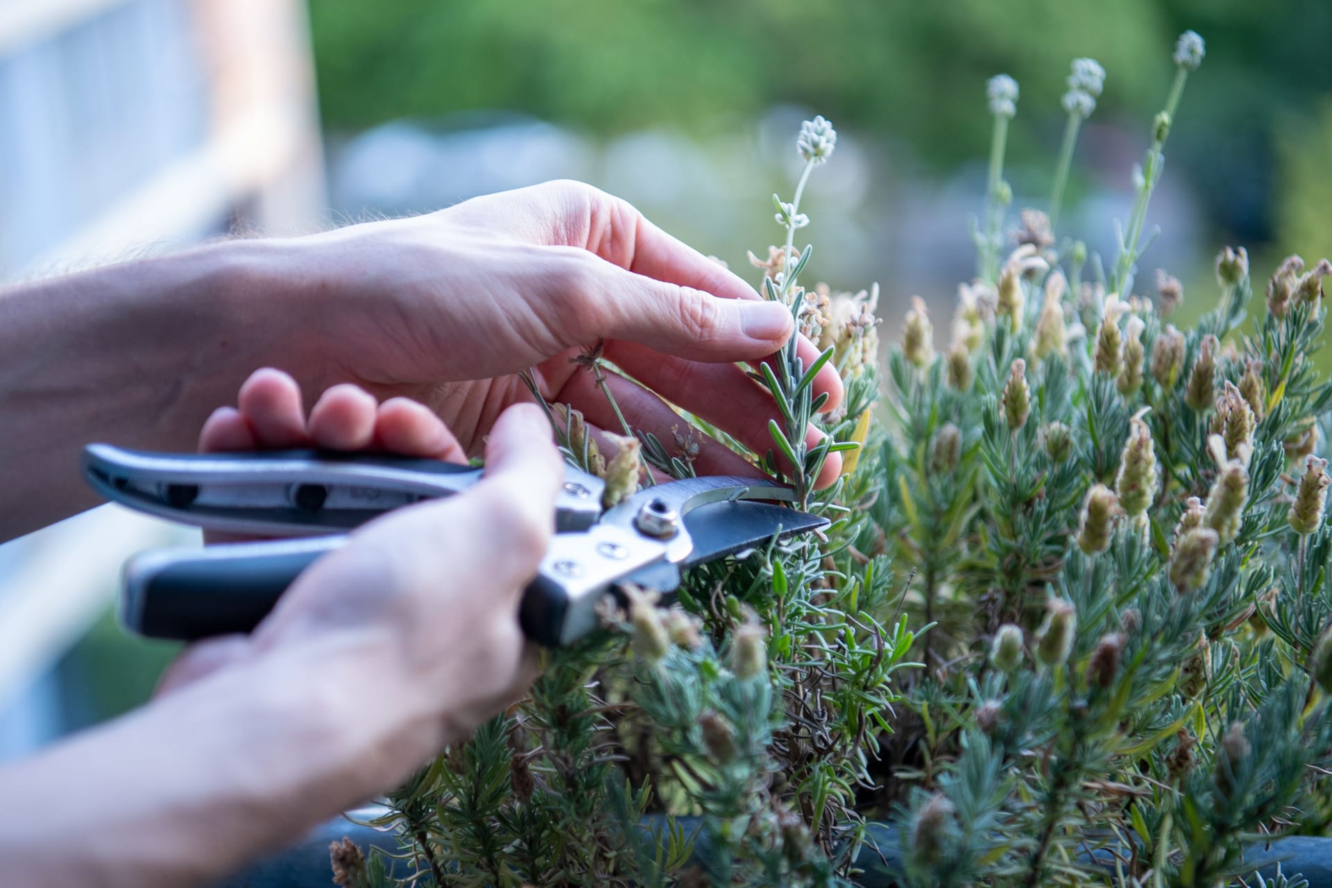 Vorbereitung für das nächste Jahr: Vom Lavendel lässt sich im Sommer Nachwuchs ziehen.