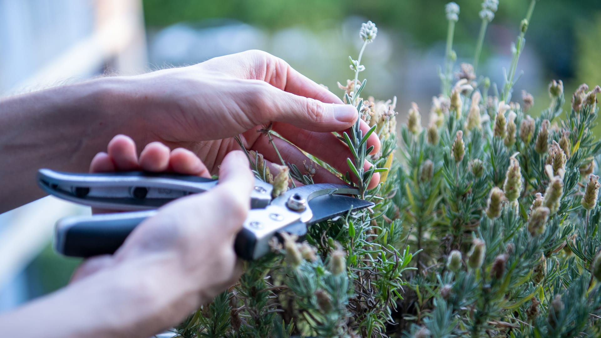 Vorbereitung für das nächste Jahr: Vom Lavendel lässt sich im Sommer Nachwuchs ziehen.