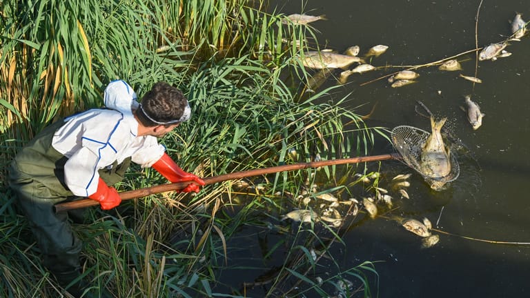 Ein Mann fischt die Kadaver aus der Oder: Die Entsorgung sollte schnellstmöglich erfolgen.