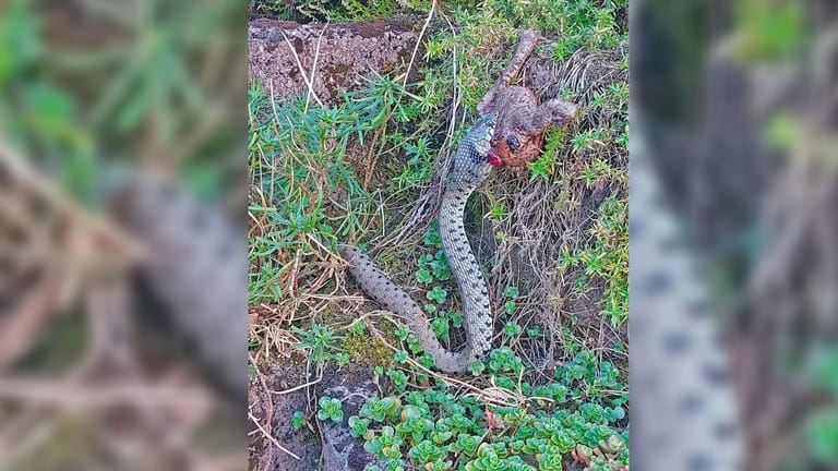 Eine Schlange verschlingt eine Kröte: Das Exemplar in einem Essener Vorgarten stellte sich als ungefährlich heraus.
