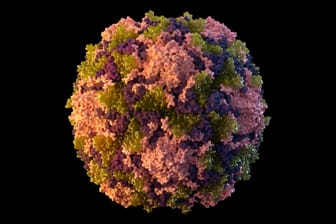 Ein Polio-Viruspartikel: Im Abwassersystem von New York ist die Krankheit nachgewiesen worden.