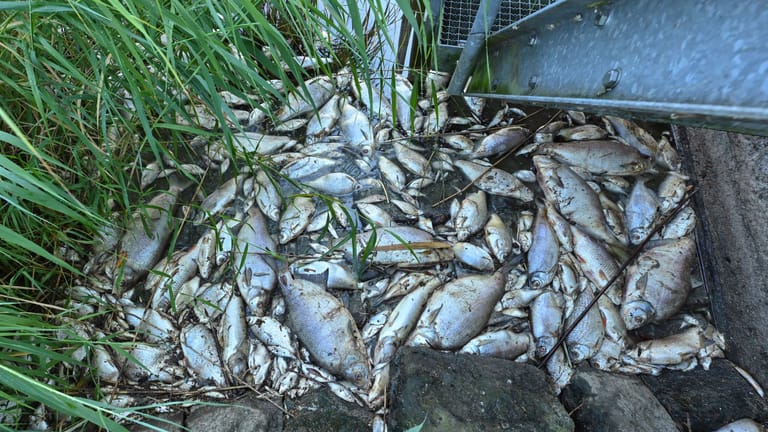 Schwedt in Brandenburg: 100 Tonnen Fische sollen getötet worden sein.
