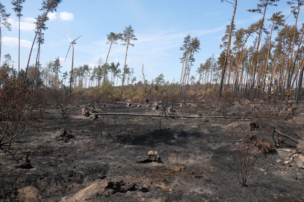 Verbrannte Erde nach einem Waldbrand bei Falkenberg in Brandenburg: Auch in Deutschland kommt es in den vergangenen Jahren vermehrt zu Waldbränden.
