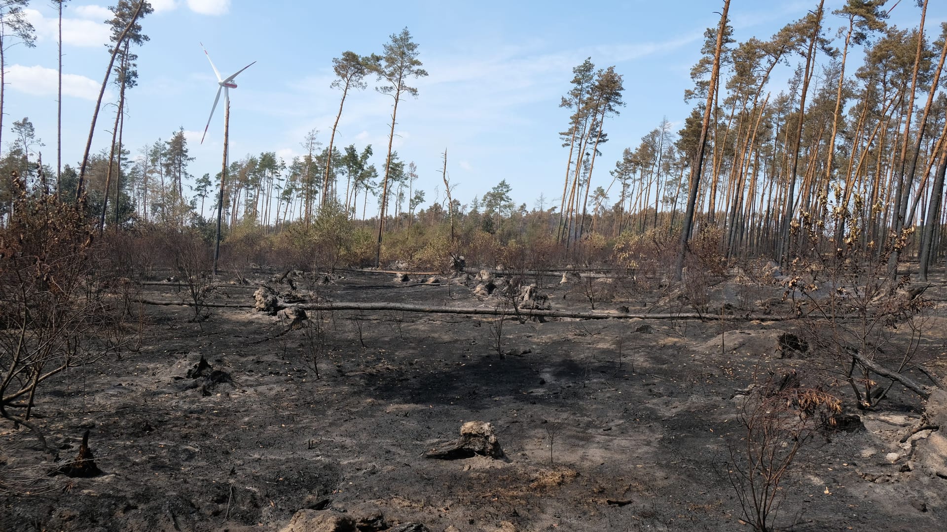 Verbrannte Erde nach einem Waldbrand bei Falkenberg in Brandenburg: Auch in Deutschland kommt es in den vergangenen Jahren vermehrt zu Waldbränden.