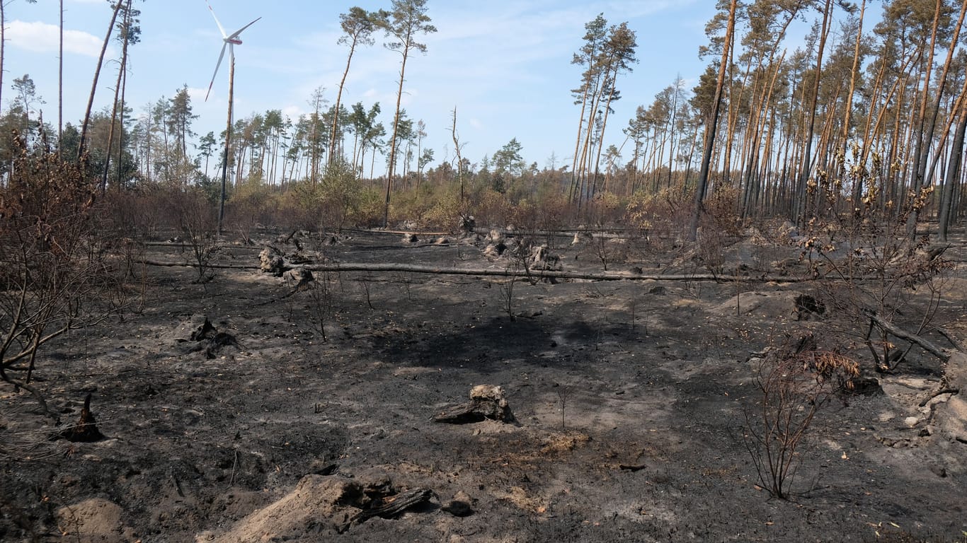 Verbrannte Erde nach einem Waldbrand bei Falkenberg in Brandenburg: Auch in Deutschland kommt es in den vergangenen Jahren vermehrt zu Waldbränden.