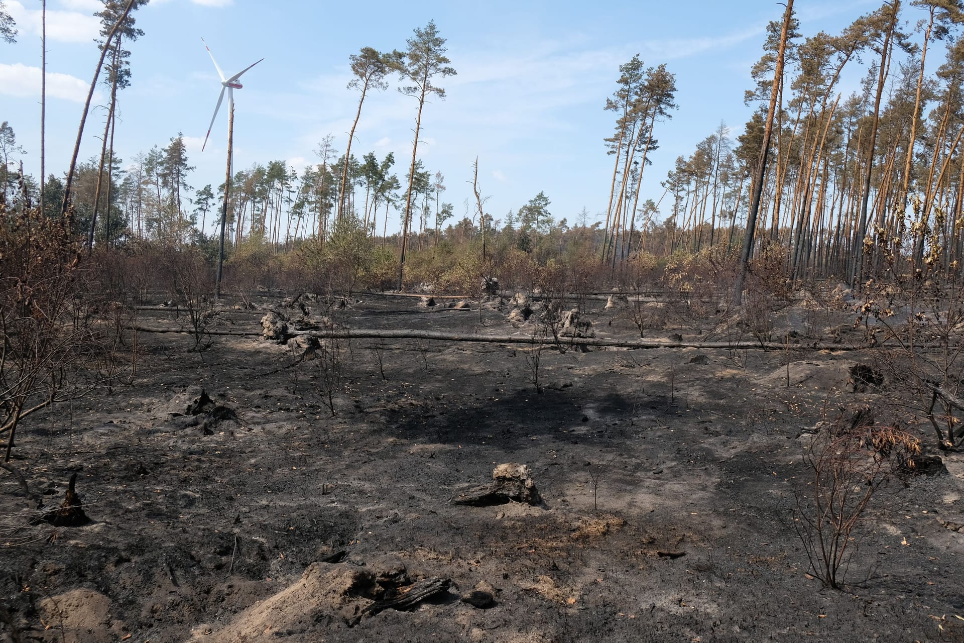 Verbrannte Erde nach einem Waldbrand bei Falkenberg in Brandenburg: Auch in Deutschland kommt es in den vergangenen Jahren vermehrt zu Waldbränden.