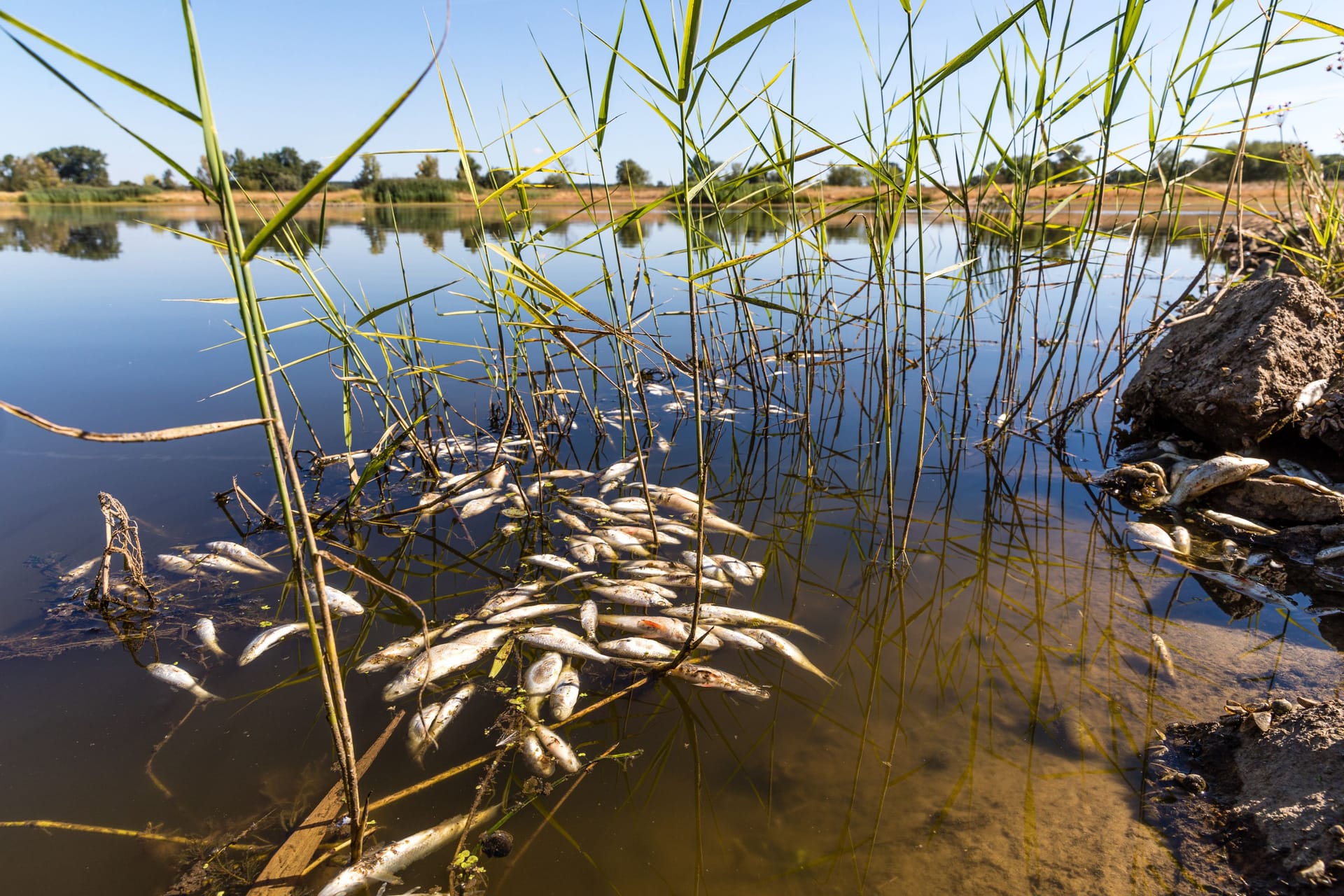 Tote Fische schwimmen in der Oder bei Brieskow-Finkenheerd: Ursache ist wohl ein Giftstoff aus einem Industriebetrieb.