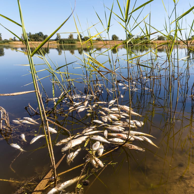 Tote Fische schwimmen in der Oder bei Brieskow-Finkenheerd: Ursache ist wohl ein Giftstoff aus einem Industriebetrieb.