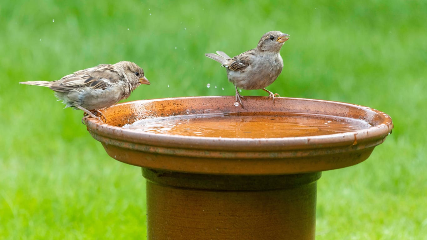 Wasserquelle im Garten: Wer Vögel bei Trockenheit unterstützen möchte, kann eine Vogeltränke aufstellen.